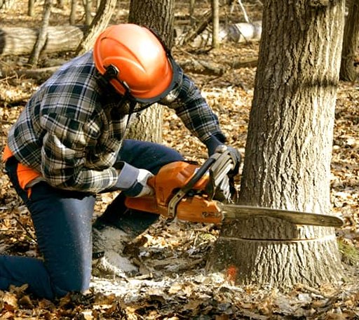 Tree Removal in Bordentown, NJ